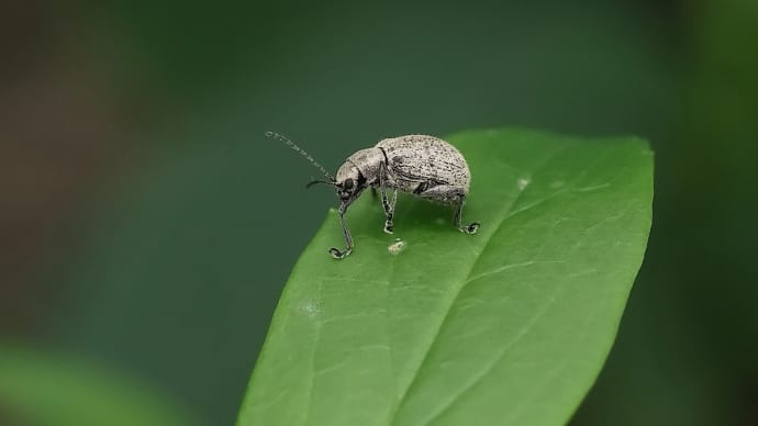 ニホンケブカサルハムシ と カワセミ!