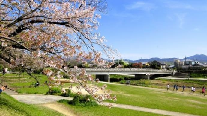 ★出雲路橋から葵橋まで桜のトンネルを歩く。。