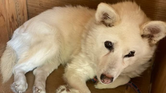 犬と猫との暮らし～シー子さん復活💕難民を助ける会からのご案内