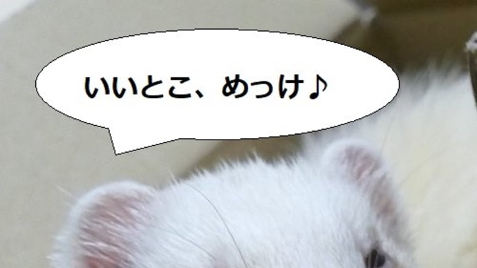 ネルの勝ち?