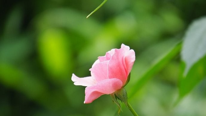今日は雨降り?雨の特異日