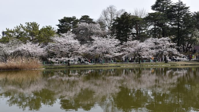 さくら狩り 埼玉県さいたま市 2022年大宮公園桜まつり【中止?】(1)ソメイヨシノ満開