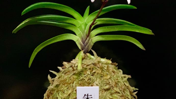 朱鷺