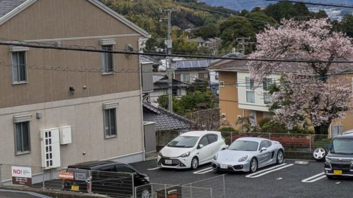 石長比売神の言葉 桜はそれなりに見られました