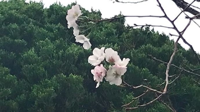 桜開花、季節外れの狂い咲きか!? 