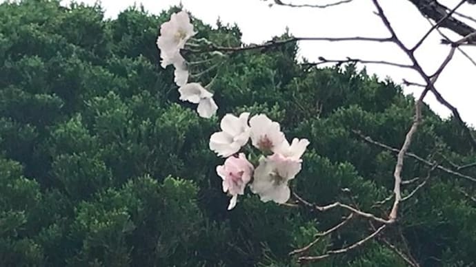 桜開花、季節外れの狂い咲きか!?