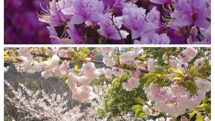 20200409 春爛漫の神山森林公園を縦横無尽〔番外(花見)(低山)トレック/建治寺〜▲西龍王山〜▲東龍王山〕サクラとミツバツツジが競演