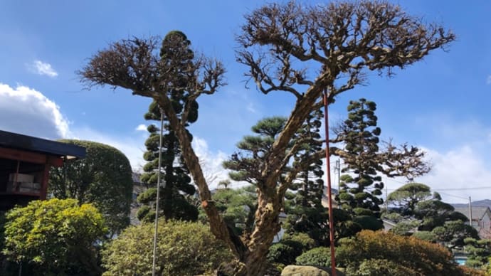 山梨市下石森F様のお手入れ完了