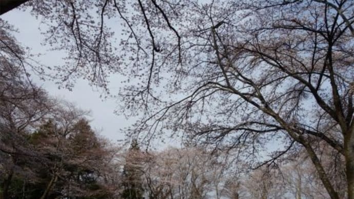 佐久山御殿山公園の花 2021/3