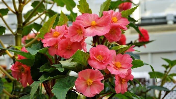 神代植物公園大温室にて・ベゴニア3