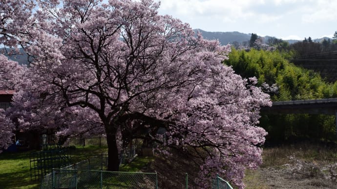 桜雲橋のお堀から