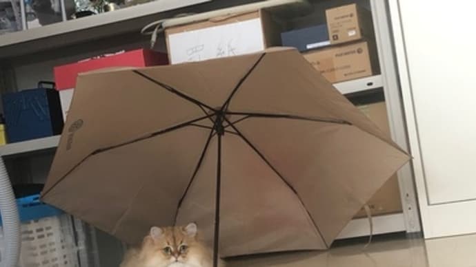 きょうは朝から雨
