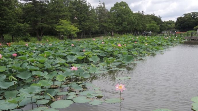 水元公園、蓮の花、アジサイ、花菖蒲きれい!
