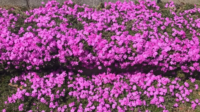 芝桜と奇跡の一枚