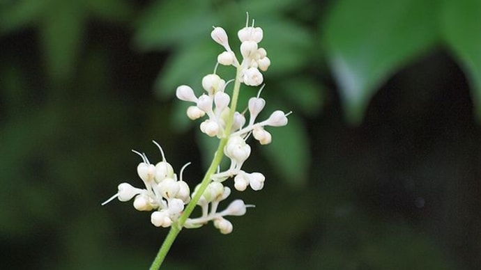 片隅に藪茗荷