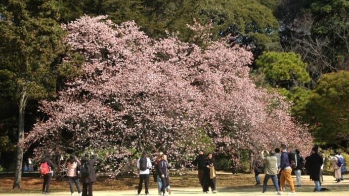 サツマカンザクラ(薩摩寒桜)