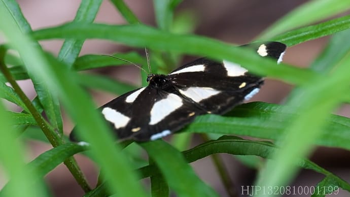 昆虫、蜘蛛の巣、変形菌