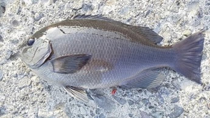 メジナとは/メジナ釣りの極意/釣り方/食べ方/口太編