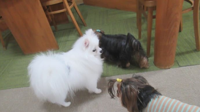 2023/12/04 犬の幼稚園BuddyDog