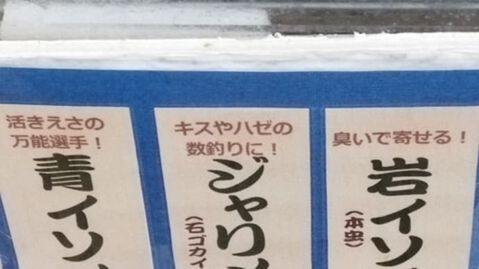 違い板 海釣り餌の青イソメ、ジャリメ、岩イソメ
