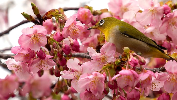 河津桜と稲取温泉