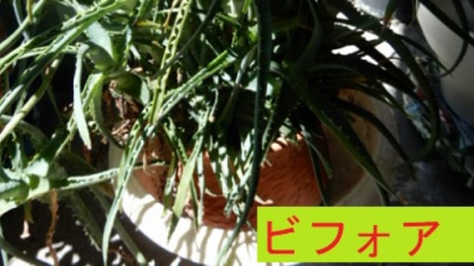 塾生の夏休み向けの学習相談。アロエの鉢植え。名古屋鶴舞公園薔薇油絵風景画
