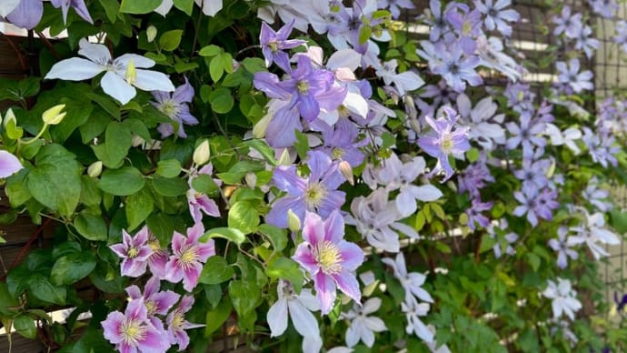 プリンスチャールズやピールの花後剪定