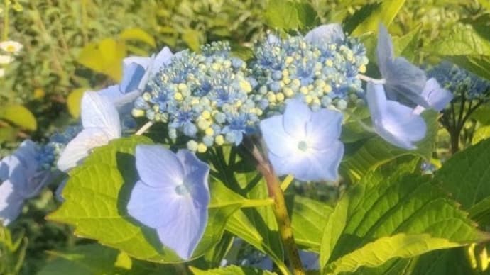 参参参(二十七)額紫陽花の頃