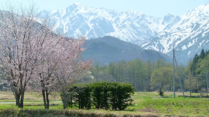 春の信濃路・・・安曇野・・・白馬ジャンプ台あたりで桜と白銀の山々