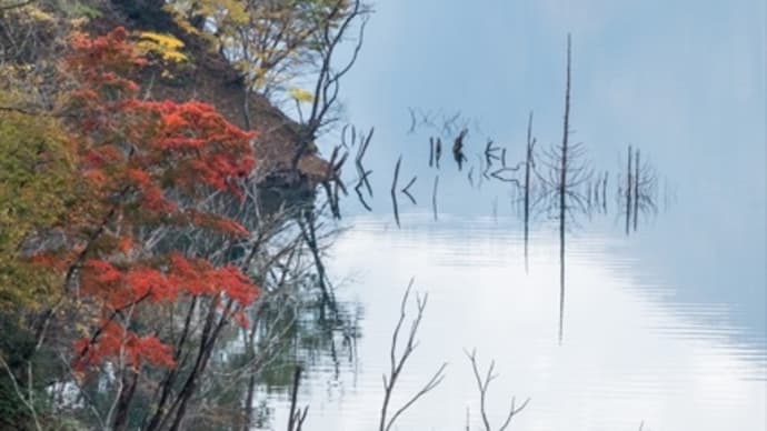 徳山ダム紅葉見物・・・