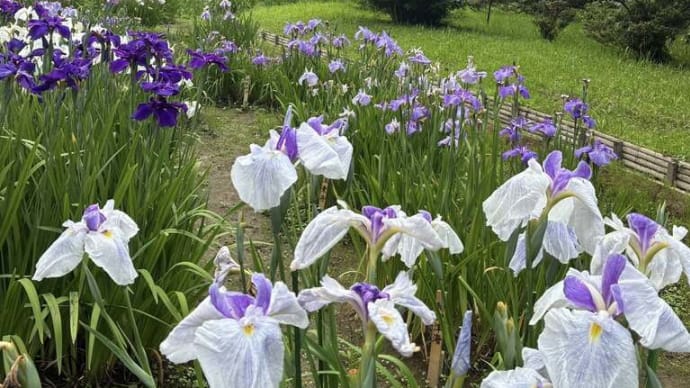 明治神宮の菖蒲園