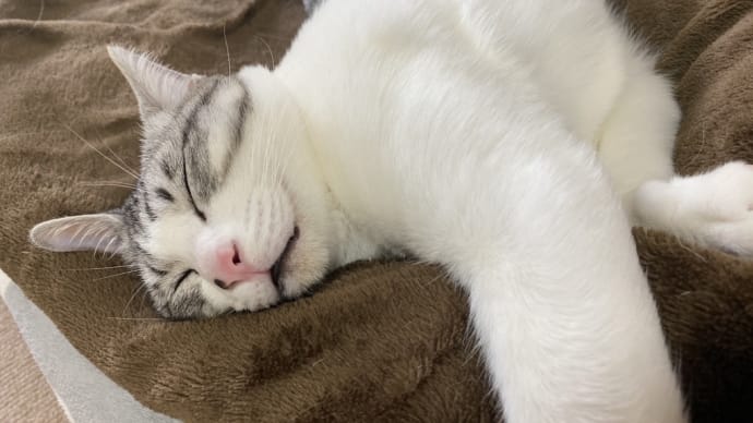教えて!黒猫せんせい【心配症を治すにはどうしたらよいですか?】