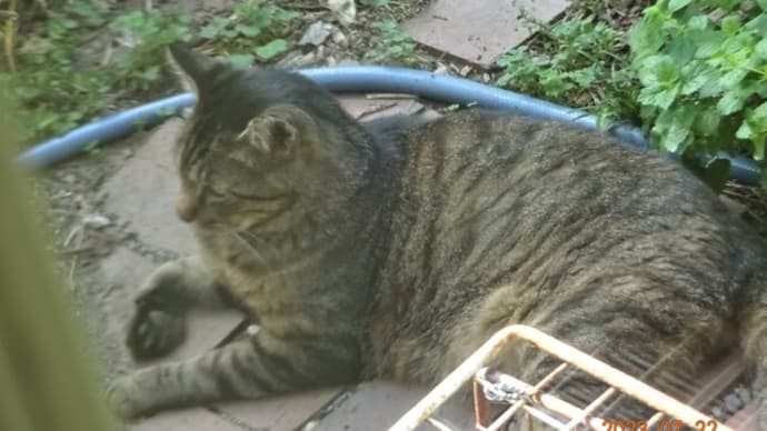 「トラ猫ちゃん」ひんやり。