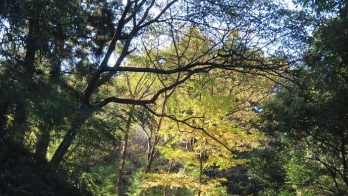えびの市・白鳥神社辺りの紅葉