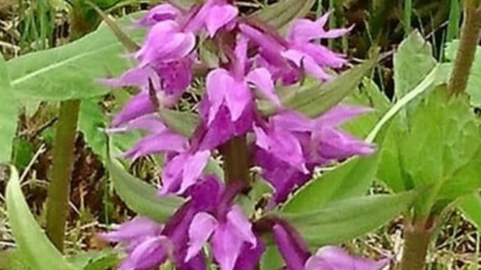 手稲山に咲くかれんな花☆