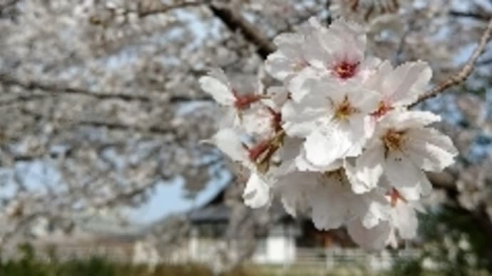 ◉佐賀県桜・本日満開宣言(^-^)◉
