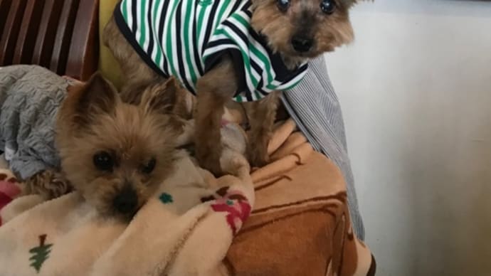 夏日の陽射し