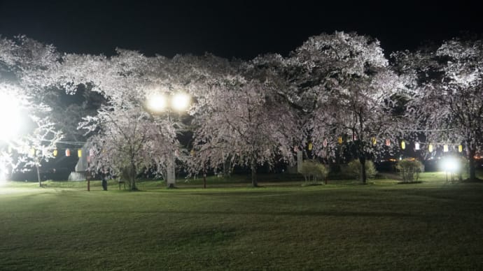 桂城公園の夜桜