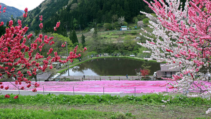 せせらぎ街道明宝 國田家の芝桜