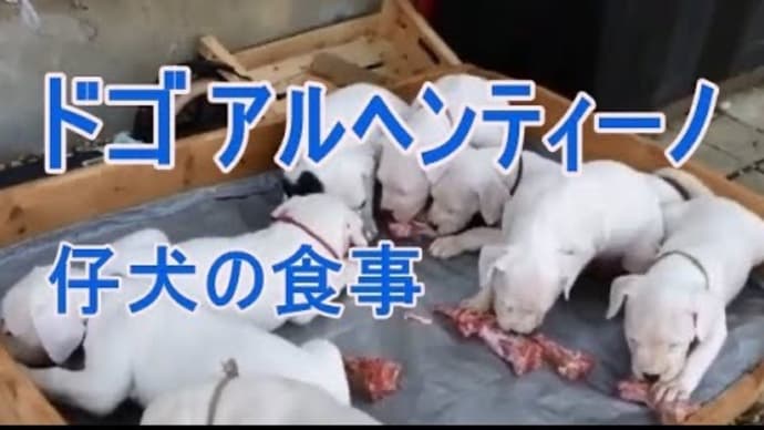 ドゴアルヘンティーノの子犬の食事風景をご覧ください。白い犬