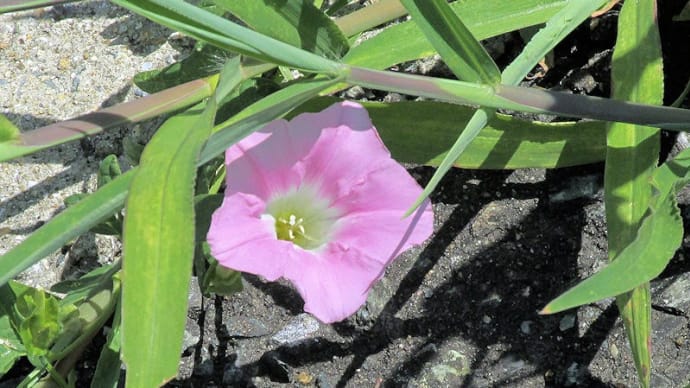 猛暑に咲く花 2