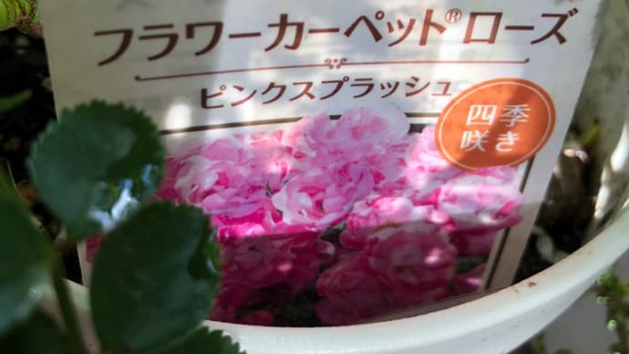世界最高の耐病性 カーペットローズ ピンクスプラッシュ