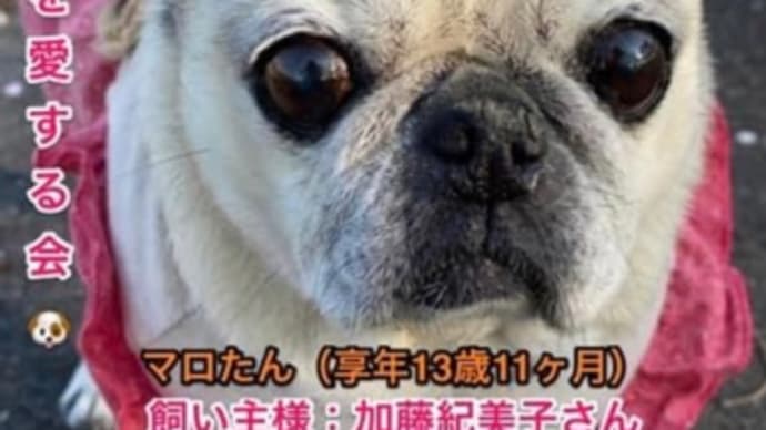 マロたんだよ!