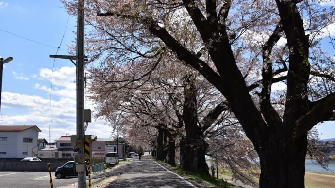さくら狩り 宮城県柴田郡大河原町(2)桜の間から 蔵王連峰