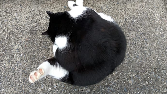 クロの日常。