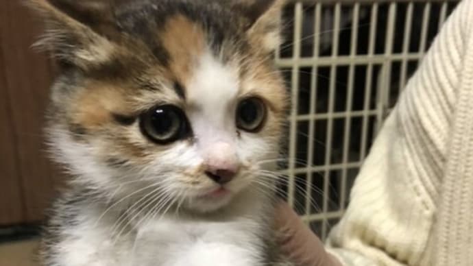 ハッシュタグ 保護猫 ボランティア 子猫 三重県津市 里親募集 Goo Blog Gooブログ ハッシュタグ 保護猫 ボランティア 子猫 三重県津市 里親募集 Goo Blog Gooブログ
