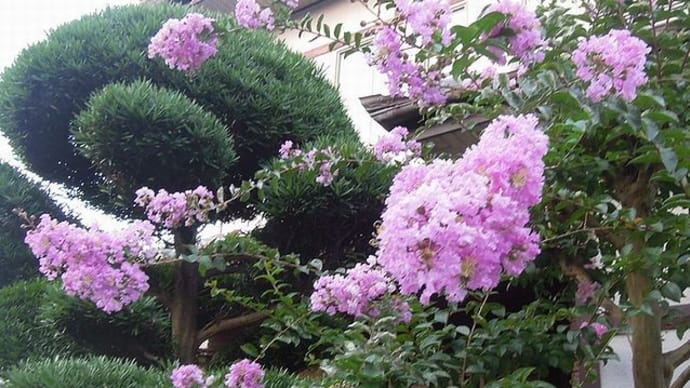 わが家の百日紅（サルスベリ）と、丸ごとイチゴサンド