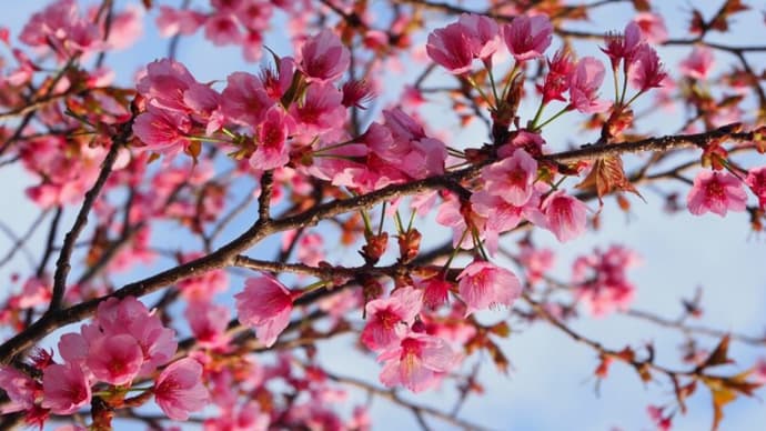 三ッ池公園の桜2024③