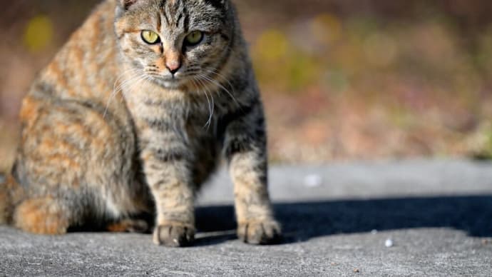 不思議色の猫ちゃん