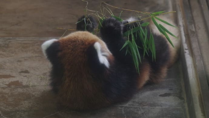 暑くても全力だよ!のレッサーパンダ